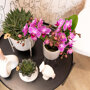 Vienna orchidee paarsroze